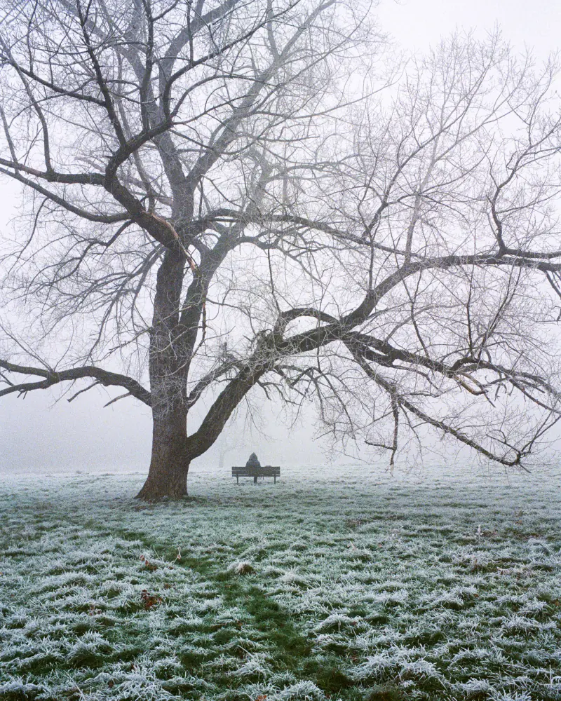 A person sitting on a bench in front of a tree.