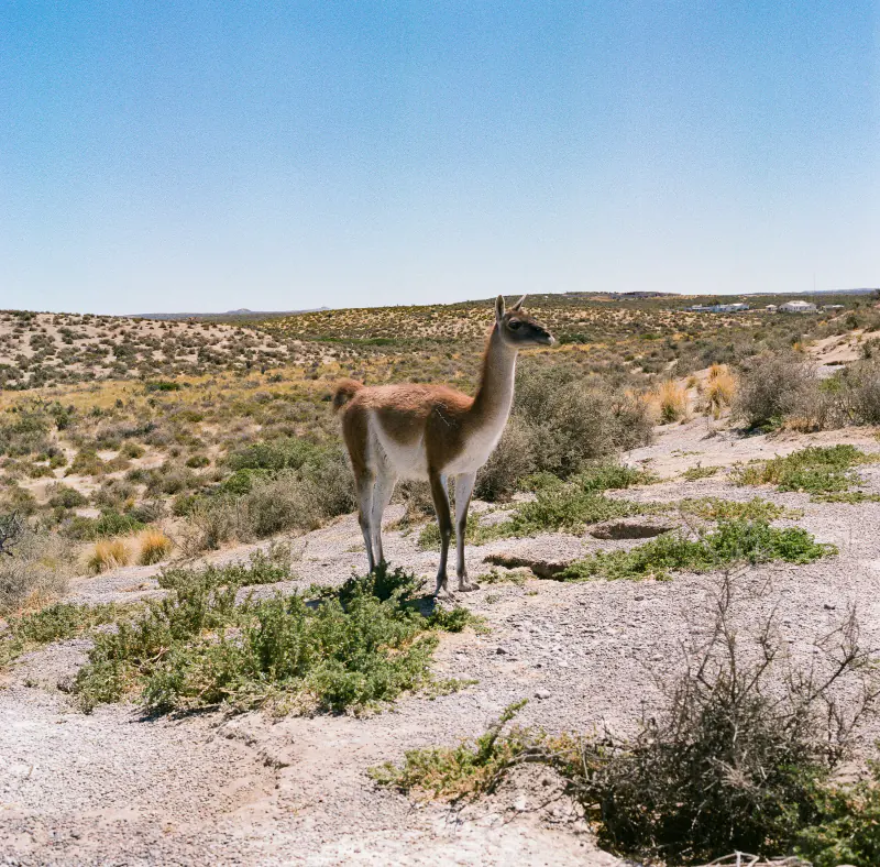 A lone llama stands on a rocky hillside.