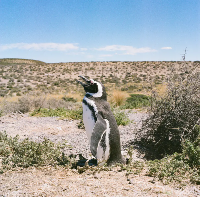 A penguin standing on a rocky hillside.